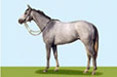 virtual horse racing game